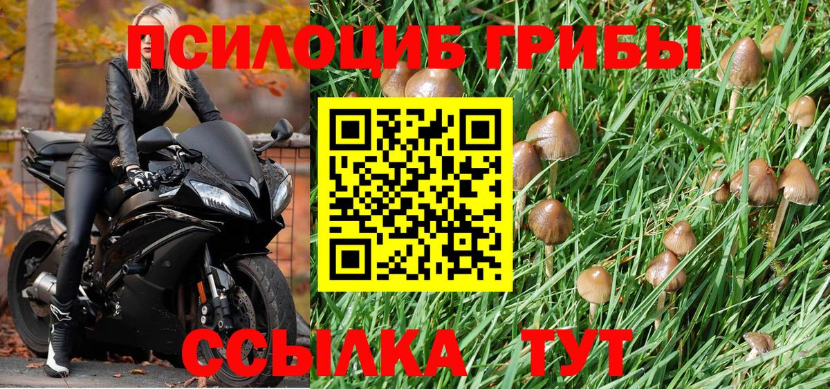 Галлюциногенные грибы Psilocybe Конаково